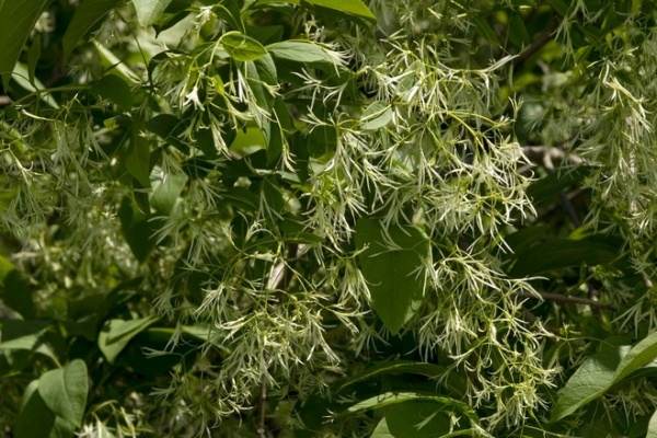 Great Design Plant: Chionanthus Virginicus