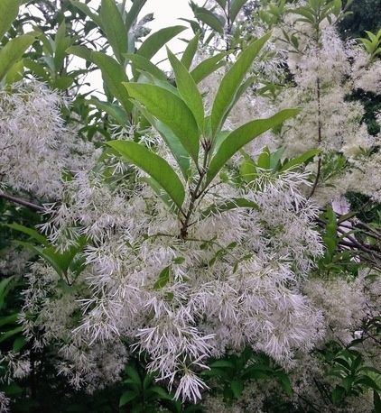 Landscape Fringe tree (Chionanthus virginicus)