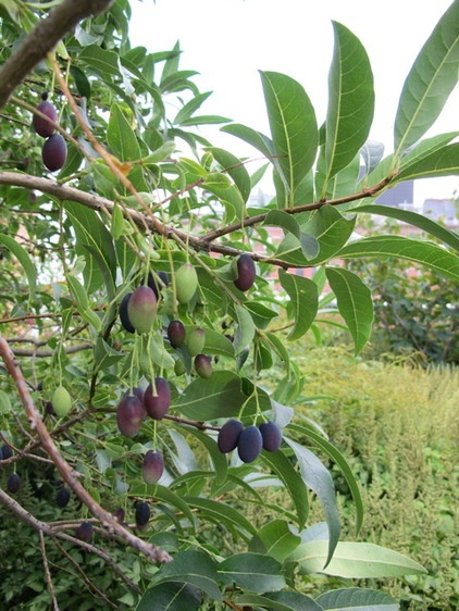 Landscape Chionanthus virginicus