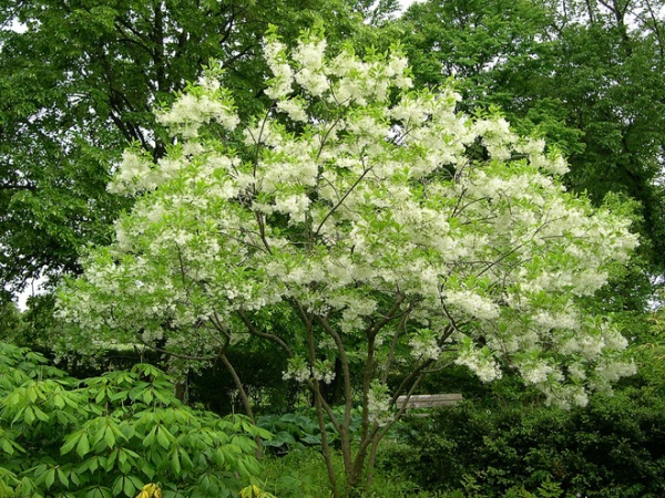 Landscape Chionanthus Virginicus