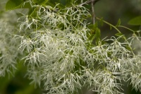 Great Design Plant: Chionanthus Virginicus