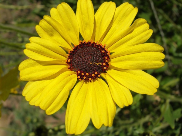 Landscape Encelia californica