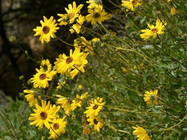 Great Design Plant: Encelia Californica