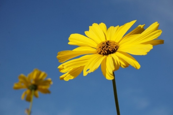 Great Design Plant: Encelia Californica