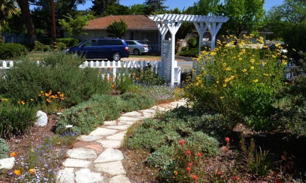 Great Design Plant: Encelia Californica