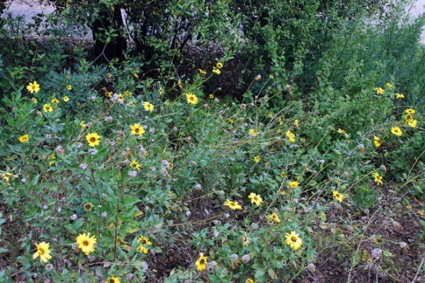 Landscape Encelia californica