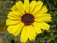 Great Design Plant: Encelia Californica