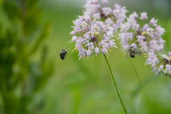 Great Design Plant: Low-Maintenance Allium Cernuum