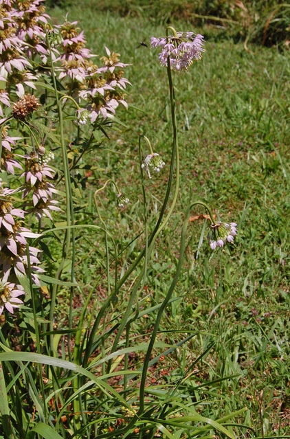 Farmhouse Landscape Nodding Onion