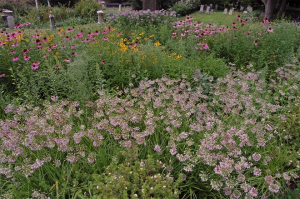 Landscape Nodding Onion