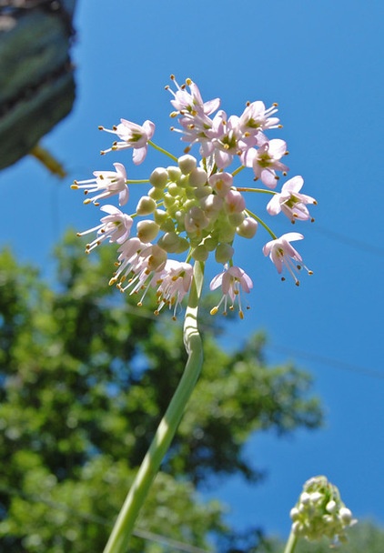 Landscape Nodding Onion