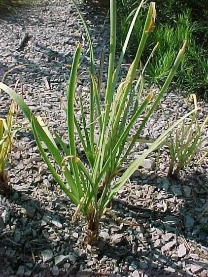 Great Design Plant: Low-Maintenance Allium Cernuum