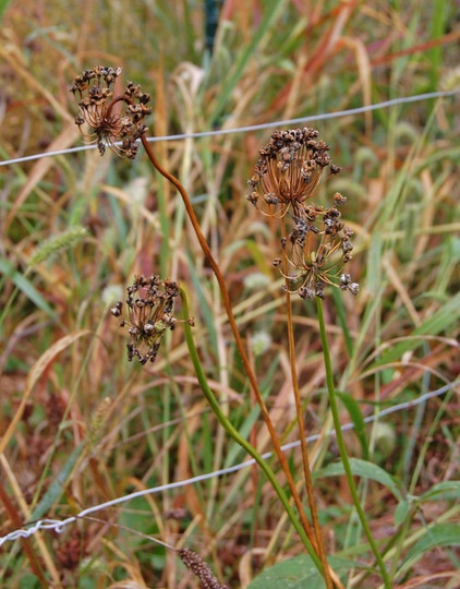 Landscape Nodding Onion