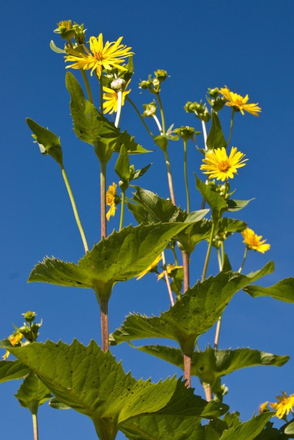 Great Design Plant: Silphium Perfoliatum Pleases Wildlife