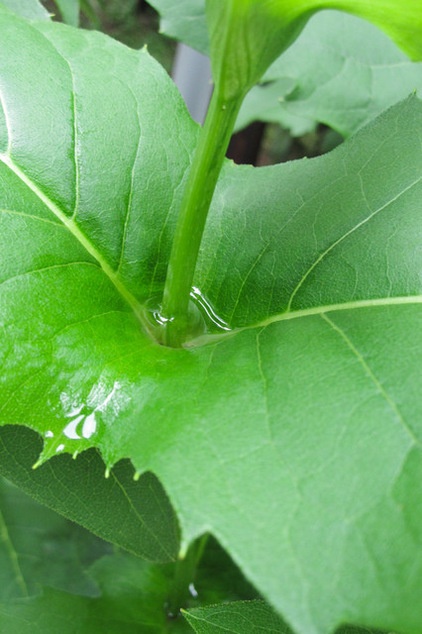 Great Design Plant: Silphium Perfoliatum Pleases Wildlife