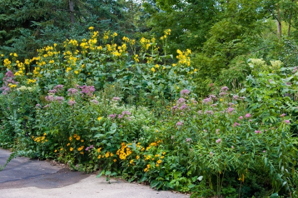 Great Design Plant: Silphium Perfoliatum Pleases Wildlife