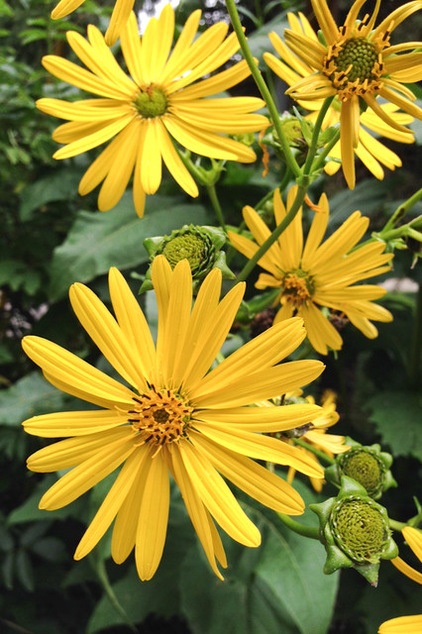 Great Design Plant: Silphium Perfoliatum Pleases Wildlife