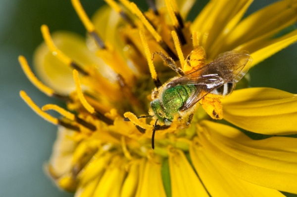 Great Design Plant: Silphium Perfoliatum Pleases Wildlife