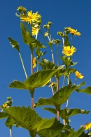 Great Design Plant: Silphium Perfoliatum Pleases Wildlife