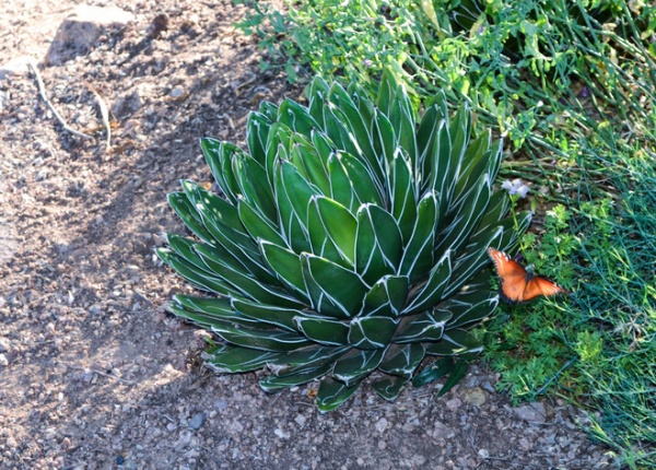 Great Design Plant: Small but Mighty Agave Victoria-Reginae