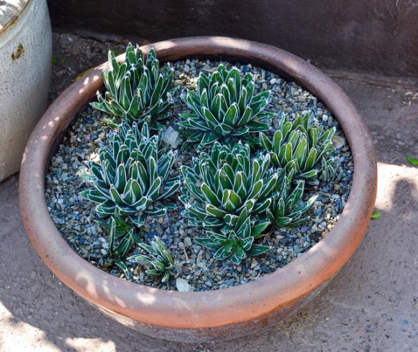 Great Design Plant: Small but Mighty Agave Victoria-Reginae