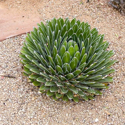 Great Design Plant: Small but Mighty Agave Victoria-Reginae