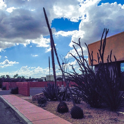 Great Design Plant: Small but Mighty Agave Victoria-Reginae