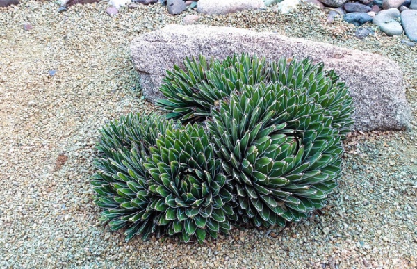 Great Design Plant: Small but Mighty Agave Victoria-Reginae