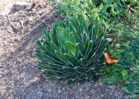 Great Design Plant: Small but Mighty Agave Victoria-Reginae