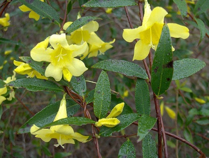 Landscape Carolina-Jessamine