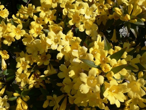 Contemporary Landscape Carolina jessamine (Gelsemium sempervirens)