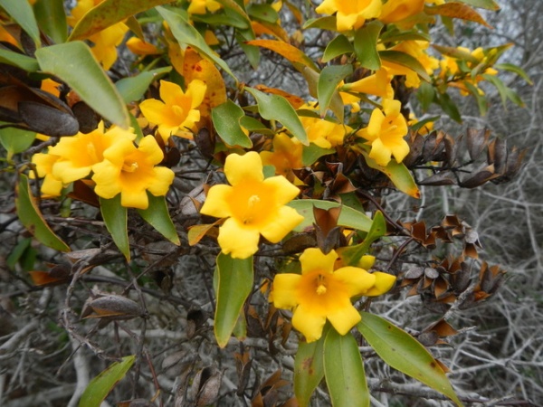 Landscape Carolina jessamine (Gelsemium sempervirens)