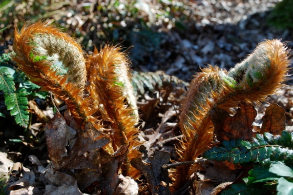 Great Design Plant: Polystichum Polyblepharum