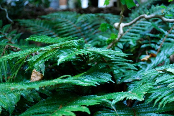 Great Design Plant: Polystichum Polyblepharum