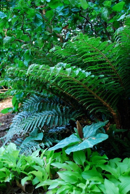 Great Design Plant: Polystichum Polyblepharum