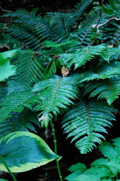 Great Design Plant: Polystichum Polyblepharum