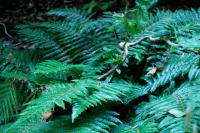 Great Design Plant: Polystichum Polyblepharum