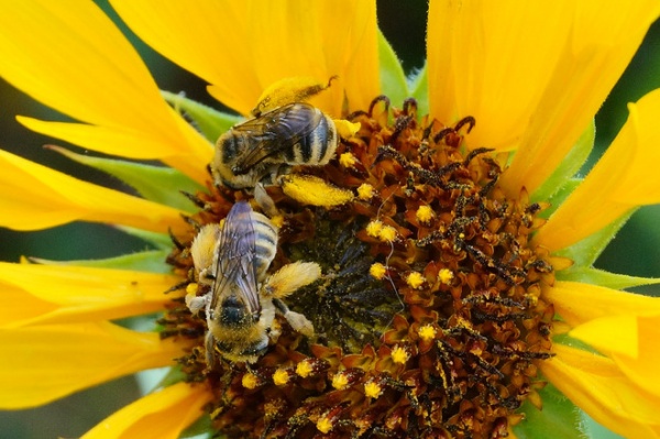 12 Entertaining ‘Bee-haviors’ of Native Bees