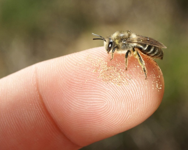 12 Entertaining ‘Bee-haviors’ of Native Bees