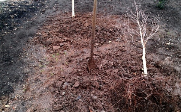 The Beauty of Bare-Root Plants