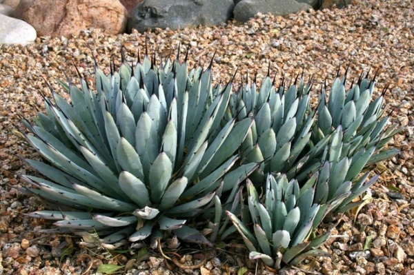 Decorate the Landscape With Versatile Agave