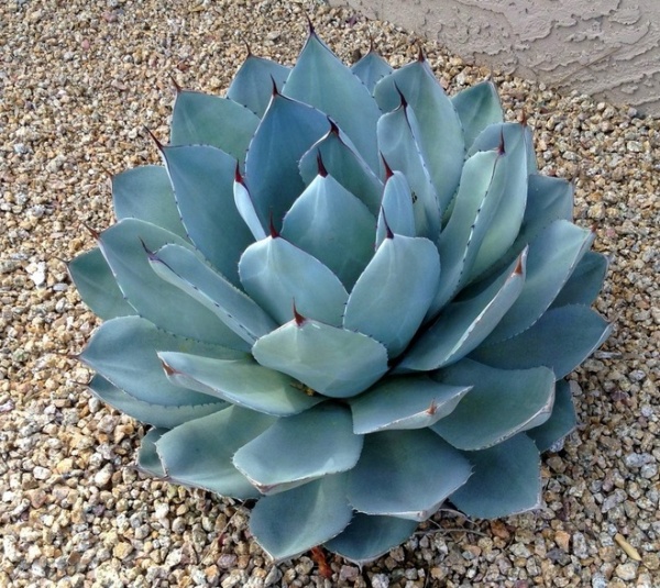 Decorate the Landscape With Versatile Agave