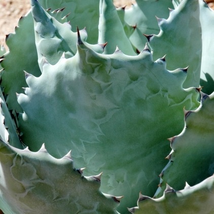 Decorate the Landscape With Versatile Agave