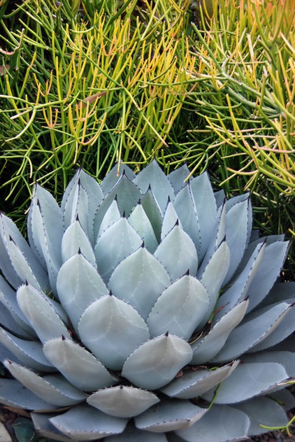 Modern Landscape by The Plant Man Nursery