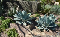 Decorate the Landscape With Versatile Agave