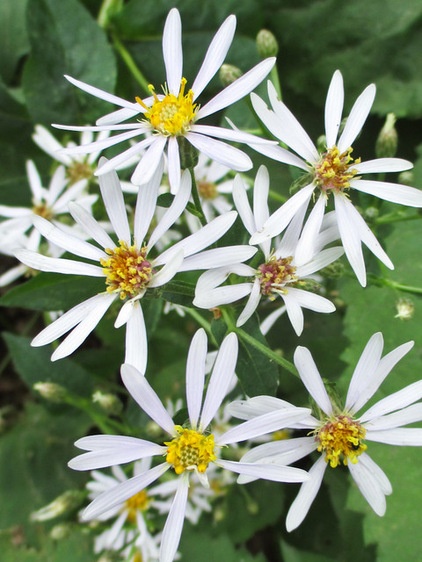 Great Design Plant: Eurybia Macrophylla Fills a Void