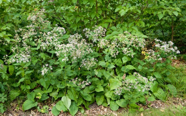 Great Design Plant: Eurybia Macrophylla Fills a Void