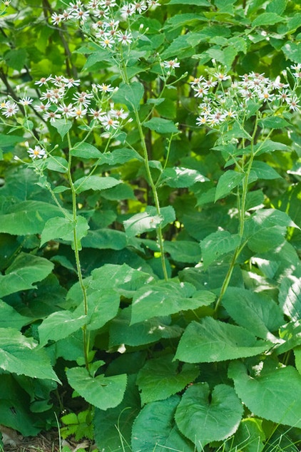 Great Design Plant: Eurybia Macrophylla Fills a Void