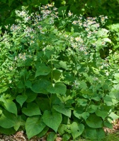 Great Design Plant: Eurybia Macrophylla Fills a Void