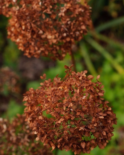 Autumn’s Spent Flowers Enrich the Off-Season